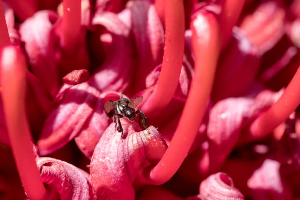 New South Wales Waratah
