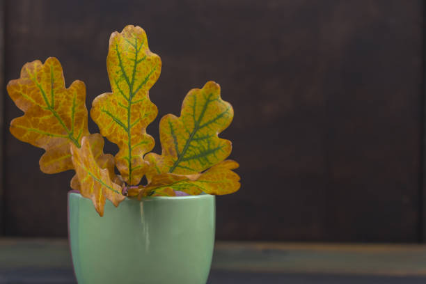 istock Autumn composition. Colorful dry leaves oak in a cup 1272695388