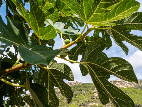 Fruit tree growing near the sardinian beaches in Italy.