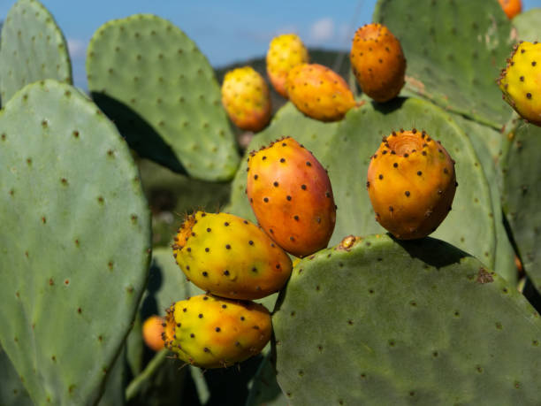 Prickly Pear Cactus Garden Close up of a cactus garden in Sardinia. prickly pear cactus stock pictures, royalty-free photos & images