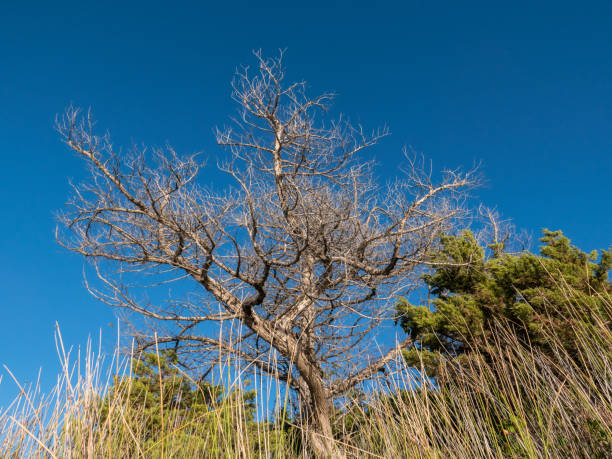 istock Hillside Vegetation in Sardinia 1272695399