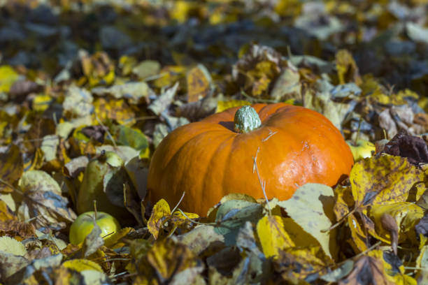istock Fall harvest pumpkin on a green grass outdoors. Autumn composition. Thanksgiving day and Halloween 1272695423