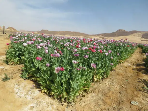 Poppies field, Opium poppies heads production