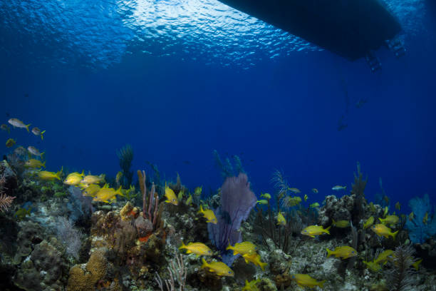 istock Caribbean coral reef 1272697649