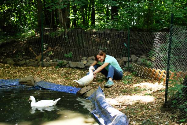istock Young woman with ducks 1272699174