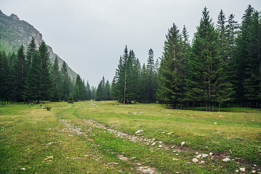 Atmospheric green forest landscape with dirt road among firs in mountains. Scenery with edge coniferous forest and rocks in light mist. View to conifer trees and rocks in light haze. Mountain woodland
