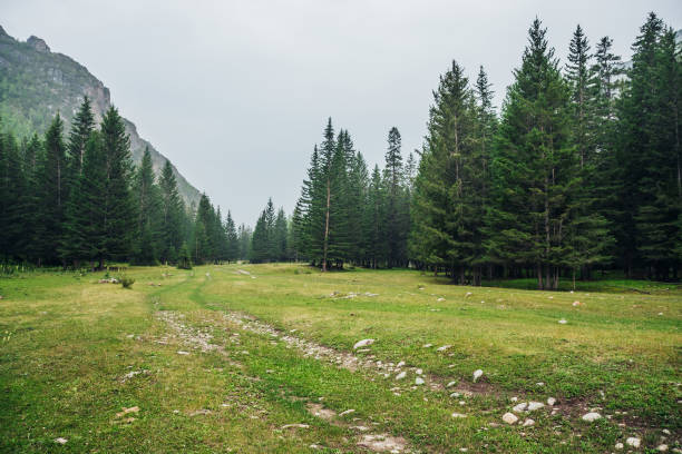 Nature Atmospheric green forest landscape with dirt road among firs in mountains. Scenery with edge coniferous forest and rocks in light mist. View to conifer trees and rocks in light haze. Mountain woodland nature reserve photos stock pictures, royalty-free photos & images