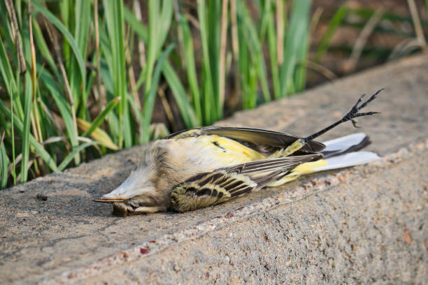 coleta amarilla occidental muerta (motacilla flava). un pájaro muerto. la gripe aviar, el peligro de una pandemia. - accident animal bird animal body fotografías e imágenes de stock