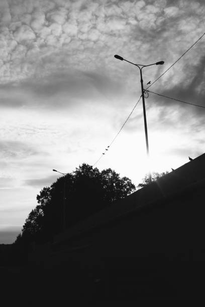 istock Natural backgrounds,black and white landscape. Birds in nature 1272700447