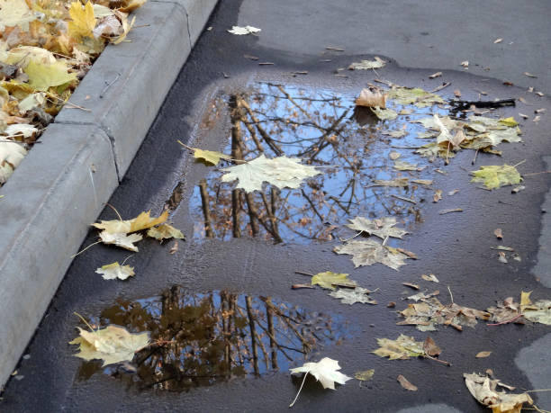 istock yellow maple autumn leaves in a puddle with trees reflection 1272700584