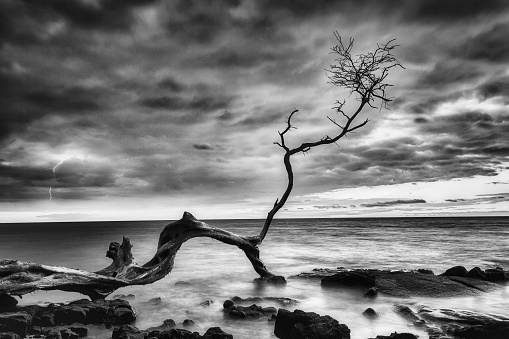 Black and white of tree branch in ocean at sunset during storm.