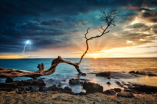 Tree branch off Kona beach at sunset during storm.