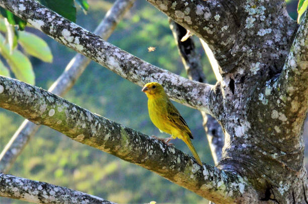 istock A yellow flaveola Sicalis on tree in field 1272702931