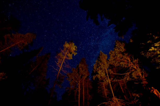 istock A starry sky framed by trees in a Canadian Forest. 1272702955