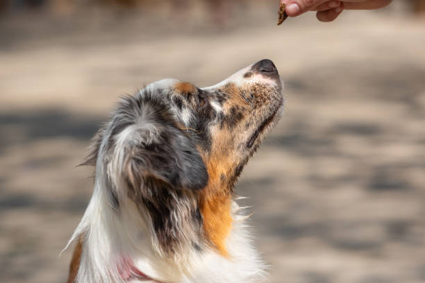 istock Female Australian Shepherd being trained by a woman. 1272703164