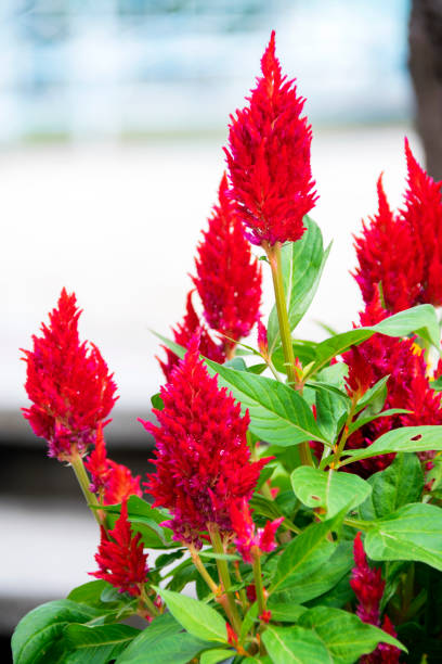 amaranthus cruentus fleur dans le jardin extérieur, lumière du soleil à midi, plantes multicolores. - amaranthus cruentus photos et images de collection