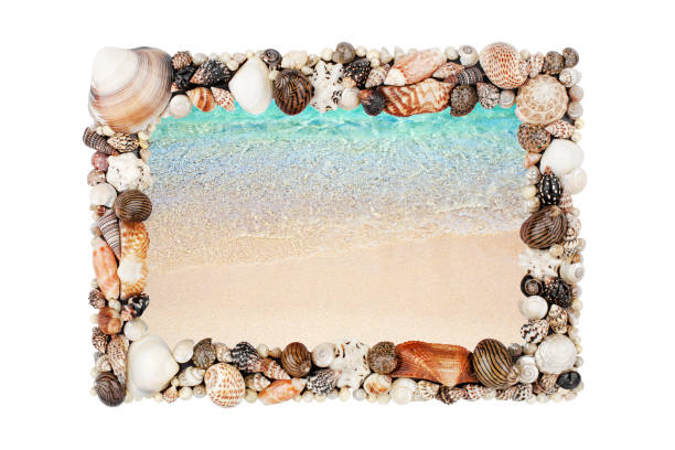 istock Sea shells frame white background isolated closeup seashells border, blue wave texture, sand beach, turquoise ocean water, summer holidays postcard, tropical island vacation, travel banner, copy space 1272706016