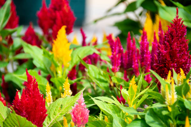 amaranthus cruentus kwiat w ogrodzie na świeżym powietrzu, światło słoneczne w południe, wielobarwne rośliny. - amaranthus cruentus zdjęcia i obrazy z banku zdjęć