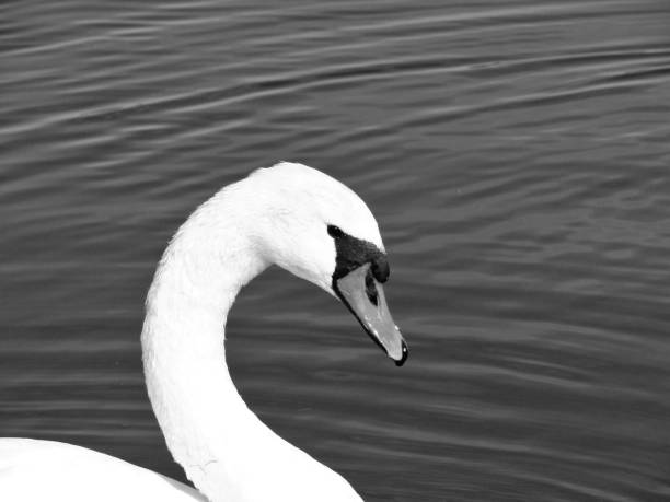 istock Swan Head With Water Ripples Background 1272706823