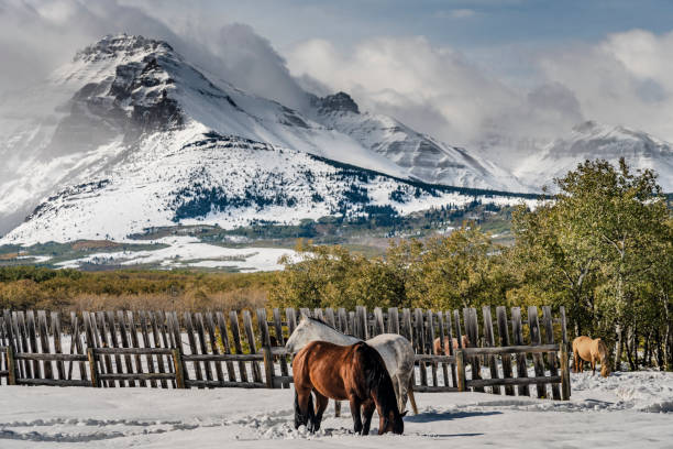 horse in a ranch, AB, Canada.