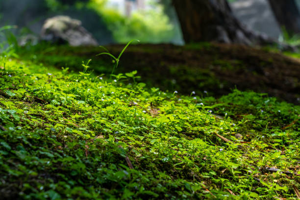 nice зеленый газон / траваother зеленая трава изображения. - leaf defocused dew focus on foreground стоковые фото и изображения
