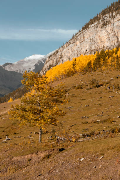 istock Golden larches in fall against sky 1272711154