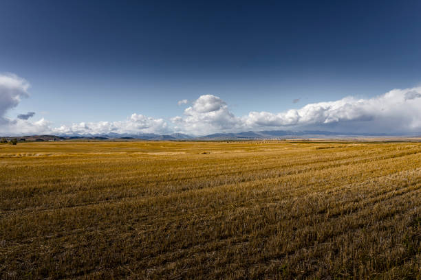 青空に対する収穫されたフィールドの背後にある風力タービン - windmill cultivated land crop day ストックフォトと画像