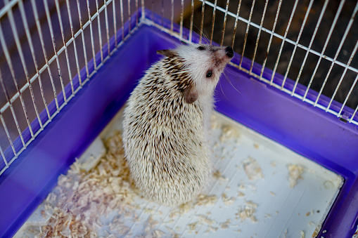 Close up of small porcupine in the hand on ground and in the cage