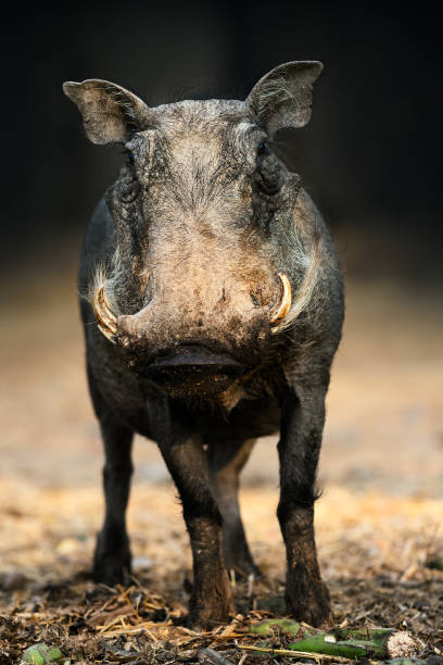 warzenschwein-porträt mit blick auf die kamera auf einem niedrigen niveau mit einem sauberen dunklen hintergrund - warzenschwein stock-fotos und bilder