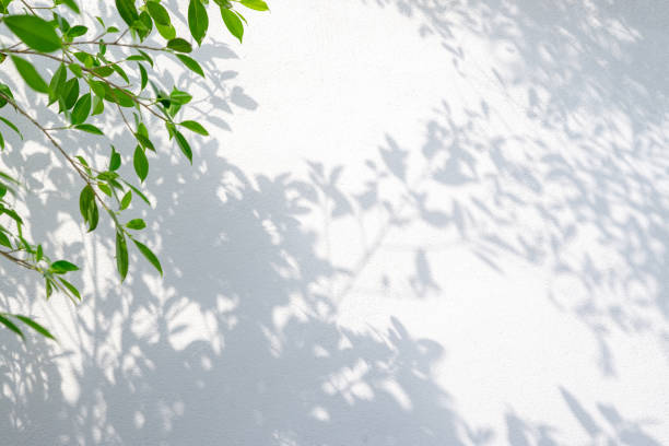 istock abstract background of shadows and green leaf on a white wall. 1272714947