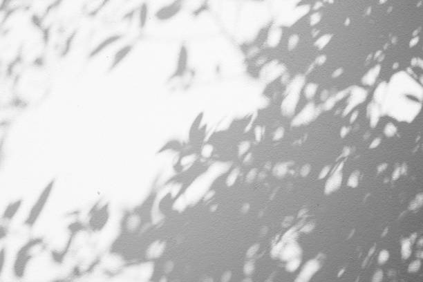 istock abstract blur of shadows leaf on white cement wall background 1272714952