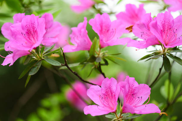 istock Close-up of pink flowers in spring. 1272717772