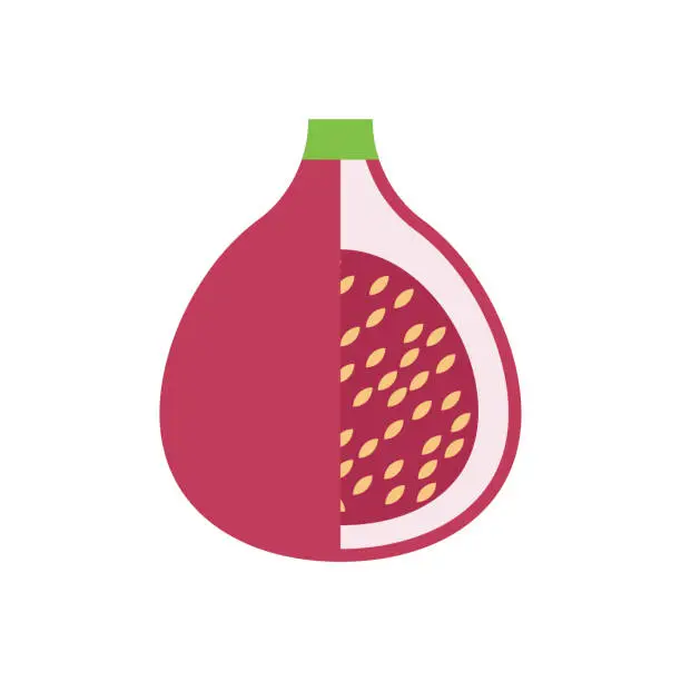 Vector illustration of pomegranate