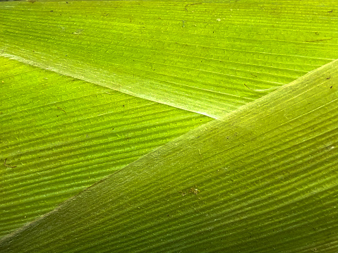 Close up view of corn leaf
