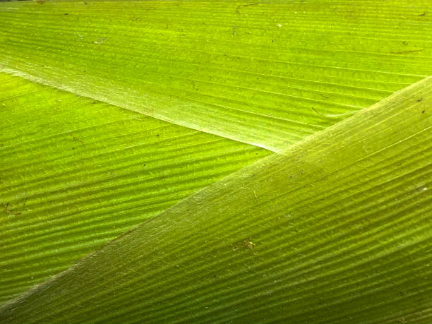 Close up view of corn leaf Close up view of corn leaf leaf vein photos stock pictures, royalty-free photos & images
