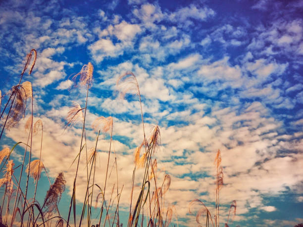 istock growing grass up to the sky 1272720042