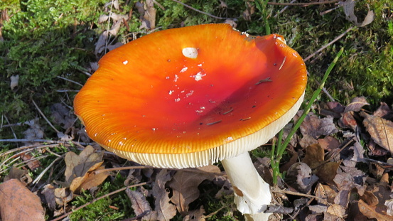 The intense colors of the mushroom contrast with the brown leaves