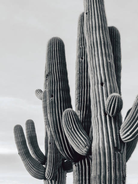 cactus 1 - panorama photo foto e immagini stock