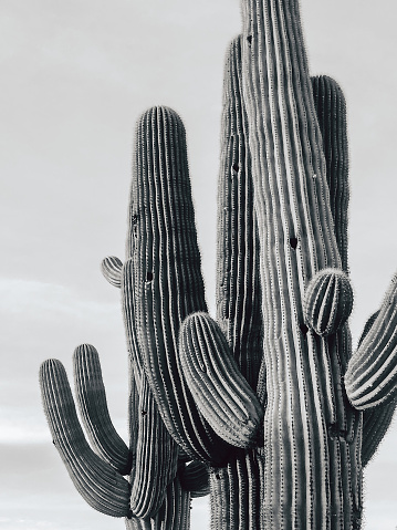 Tall Arizona Cacti