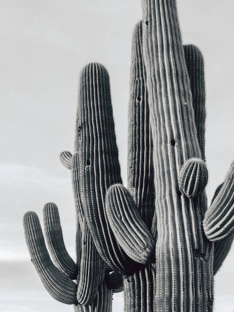 Cactus 1 Tall Arizona Cacti saguaro cactus stock pictures, royalty-free photos & images