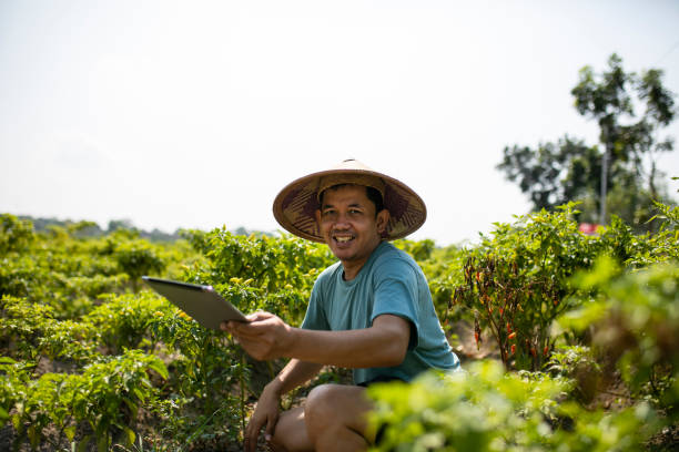 View on asian man using digital tablet on chili field