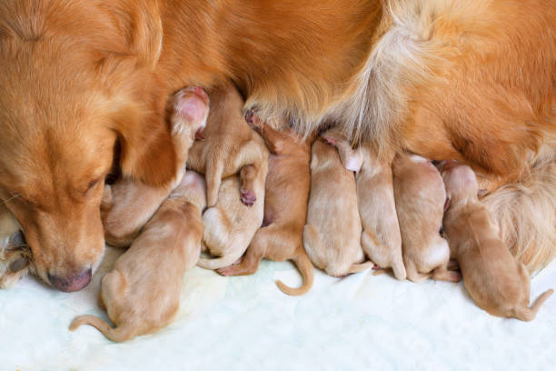 istock golden retriever baby drinking milk 1272722944