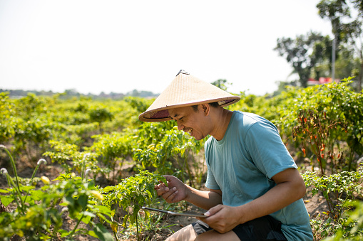 View on asian man on chili field