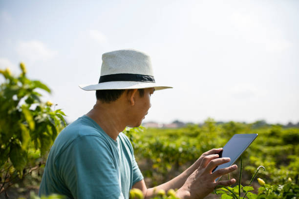 istock View on asian man using digital tablet on chili field 1272723795