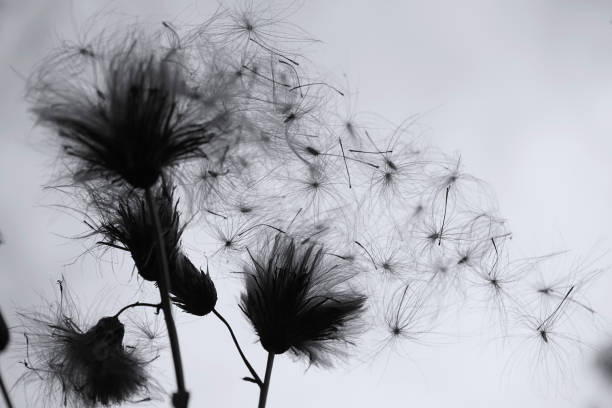 Silhouette of a wild flower against the sky. looks like a dandelion. Plant with seeds in the wind. Black and white background. Dry wild plant with seeds in the wind. It looks like a dandelion. Black and white nature background. Silhouette of a wild flower against the sky. Monochrome. wilted plant photos stock pictures, royalty-free photos & images