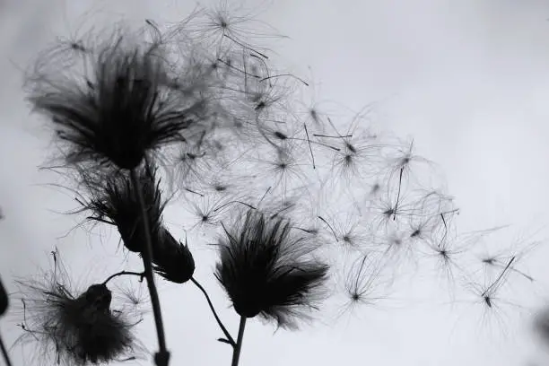Photo of Silhouette of a wild flower against the sky. looks like a dandelion. Plant with seeds in the wind. Black and white background.