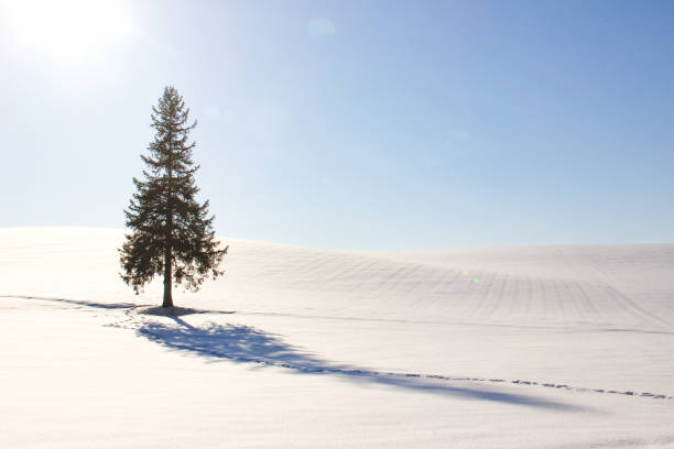 istock Pine trees standing in a snowy field 1272725924