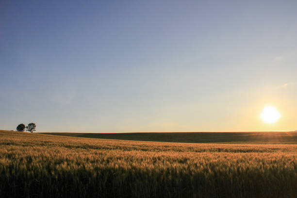 istock Wheat field in the evening sun 1272725949