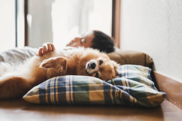 istock Boy and dog relaxed at home 1272726521