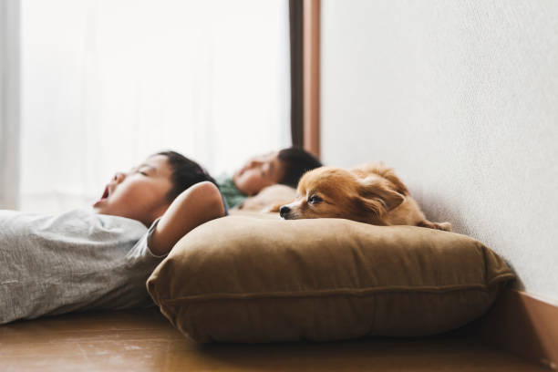 irmão e cachorro relaxados em casa - pets family dog asian ethnicity - fotografias e filmes do acervo